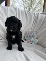 Starsky, a male Bernedoodle and Springer Doodle for sale in Alamosa, CO – 1 of 2