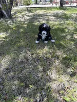 Stripe, a female Bernedoodle and Springer Doodle for sale in Alamosa, CO – 3 of 3