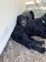 Mo, a male Springer Doodle and Double Doodle for sale in Alamosa, CO – 5 of 7
