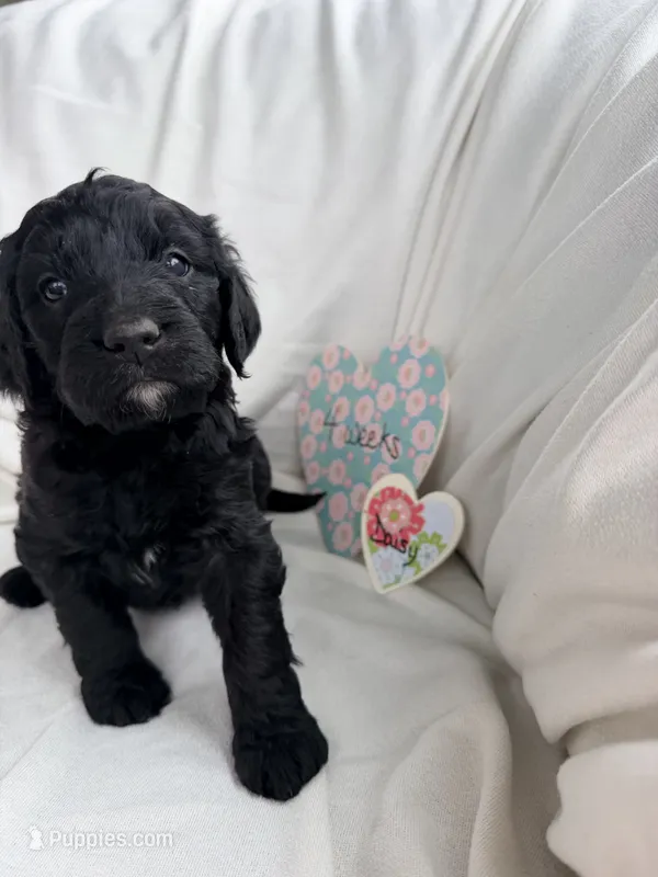 Daisy – Bernedoodle, Springer Doodle puppy for sale in Alamosa, CO