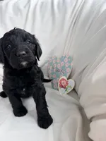 Daisy, a female Bernedoodle and Springer Doodle for sale in Alamosa, CO – 1 of 3
