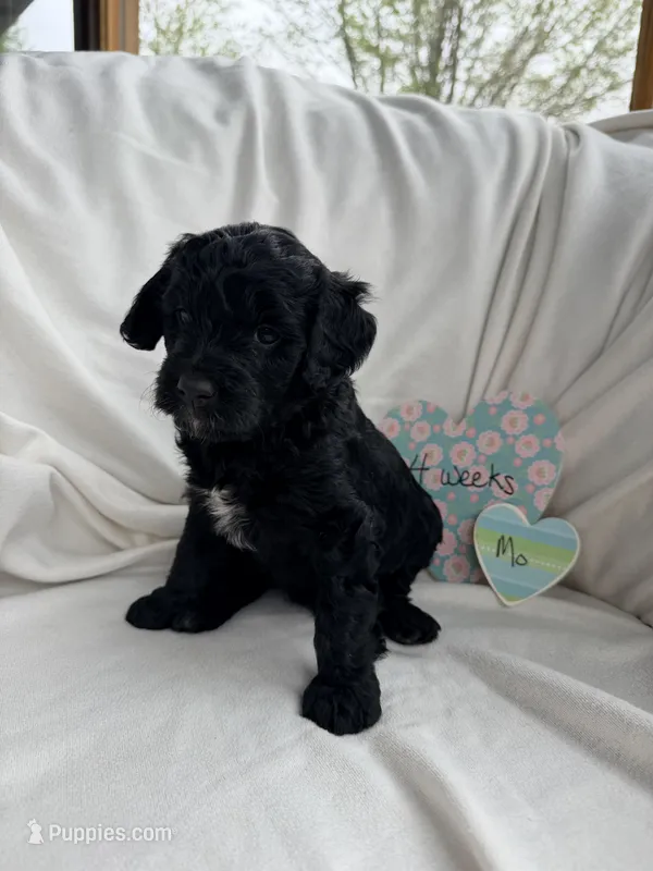 Mo – Bernedoodle, Springer Doodle puppy for sale in Alamosa, CO