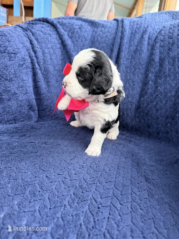 Lulu – Bernedoodle, Springer Doodle puppy for sale in Alamosa, CO