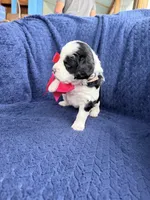 Lulu, a female Bernedoodle and Springer Doodle for sale in Alamosa, CO – 1 of 3
