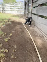 Stripe, a female Springer Doodle and Double Doodle for sale in Alamosa, CO – 6 of 8