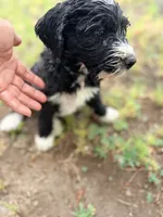 Stripe, a female Springer Doodle and Double Doodle for sale in Alamosa, CO – 5 of 8