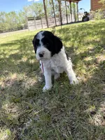 Dutch, a female Bernedoodle and Springer Doodle for sale in Alamosa, CO – 2 of 4