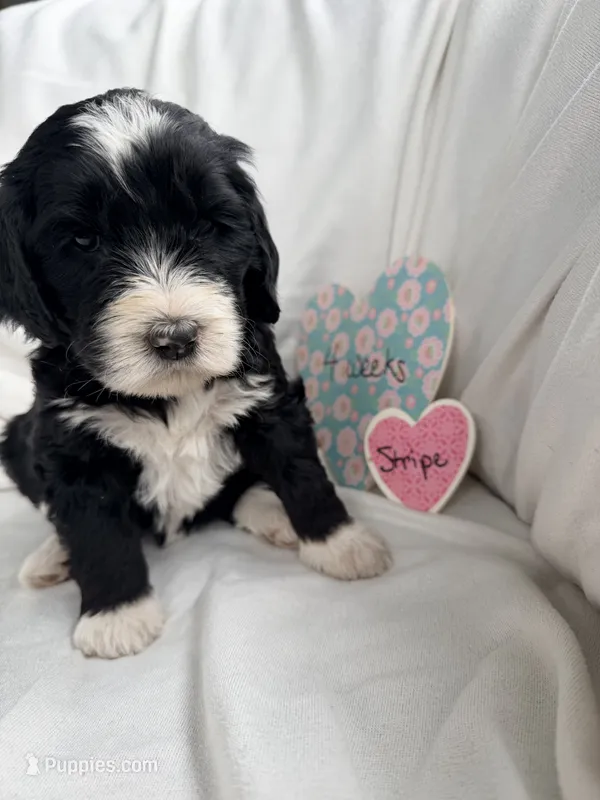Stripe – Bernedoodle, Springer Doodle puppy for sale in Alamosa, CO