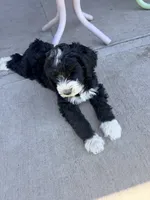 Stripe, a female Bernedoodle and Springer Doodle for sale in Alamosa, CO – 7 of 7