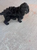 Mo, a male Springer Doodle and Double Doodle for sale in Alamosa, CO – 6 of 7