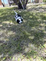 Lulu, a female Bernedoodle and Springer Doodle for sale in Alamosa, CO – 3 of 3