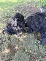 Mo, a male Springer Doodle and Double Doodle for sale in Alamosa, CO – 7 of 7