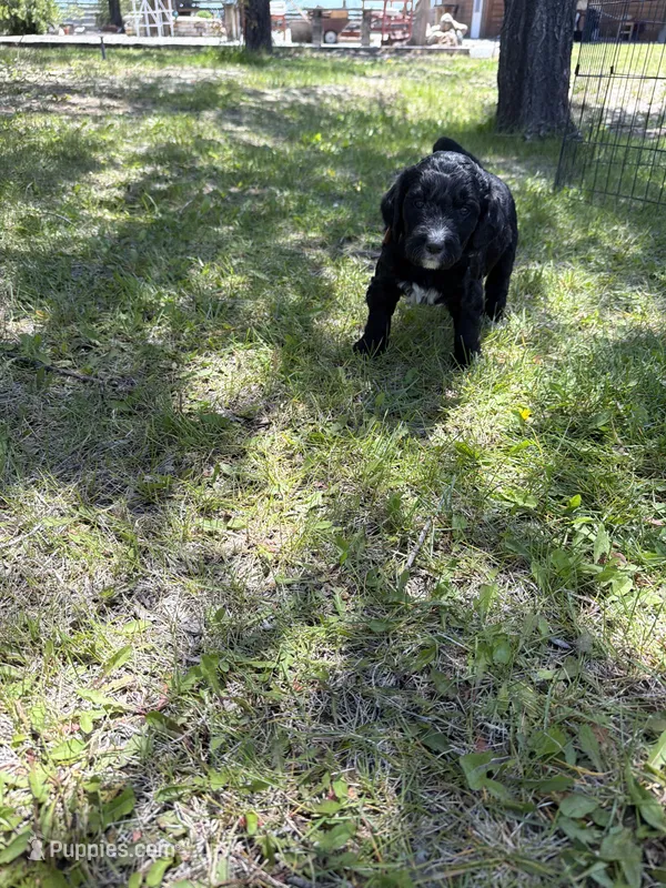 Luna – Bernedoodle, Springer Doodle puppy for sale in Alamosa, CO