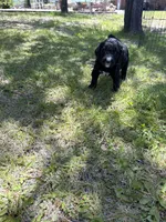 Luna, a female Bernedoodle and Springer Doodle for sale in Alamosa, CO – 2 of 3