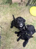Luna, a female Springer Doodle and Double Doodle for sale in Alamosa, CO – 4 of 5