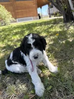 Dutch, a female Bernedoodle and Springer Doodle for sale in Alamosa, CO – 3 of 4