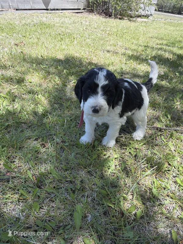 Dutch – Bernedoodle, Springer Doodle puppy for sale in Alamosa, CO