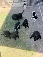 Luna, a female Springer Doodle and Double Doodle for sale in Alamosa, CO – 5 of 5