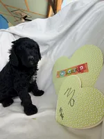 Mo, a male Springer Doodle and Double Doodle for sale in Alamosa, CO – 2 of 7