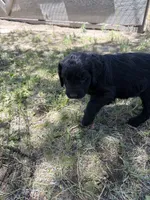 Daisy, a female Bernedoodle and Springer Doodle for sale in Alamosa, CO – 3 of 3