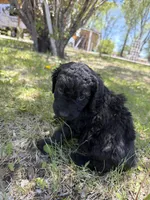 Curly, a male Bernedoodle and Springer Doodle for sale in Alamosa, CO – 2 of 3