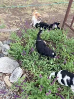 Stripe, a female Springer Doodle and Double Doodle for sale in Alamosa, CO – 8 of 8