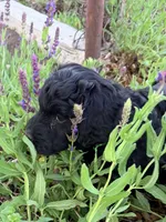 Daisy, a female Springer Doodle and Double Doodle for sale in Alamosa, CO – 6 of 6
