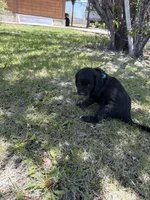 Hutch, a female Bernedoodle and Springer Doodle for sale in Alamosa, CO – 2 of 3