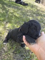 Luna, a female Bernedoodle and Springer Doodle for sale in Alamosa, CO – 3 of 3