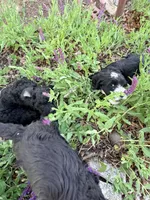Stripe, a female Springer Doodle and Double Doodle for sale in Alamosa, CO – 7 of 8