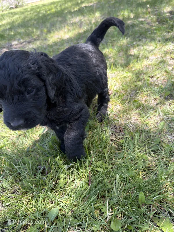 Daisy – Bernedoodle, Springer Doodle puppy for sale in Alamosa, CO
