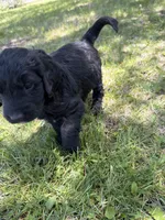 Daisy, a female Bernedoodle and Springer Doodle for sale in Alamosa, CO – 2 of 3