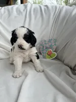 Lulu, a female Bernedoodle and Springer Doodle for sale in Alamosa, CO – 2 of 3