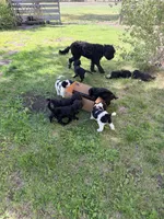 Mo, a male Springer Doodle and Double Doodle for sale in Alamosa, CO – 3 of 7