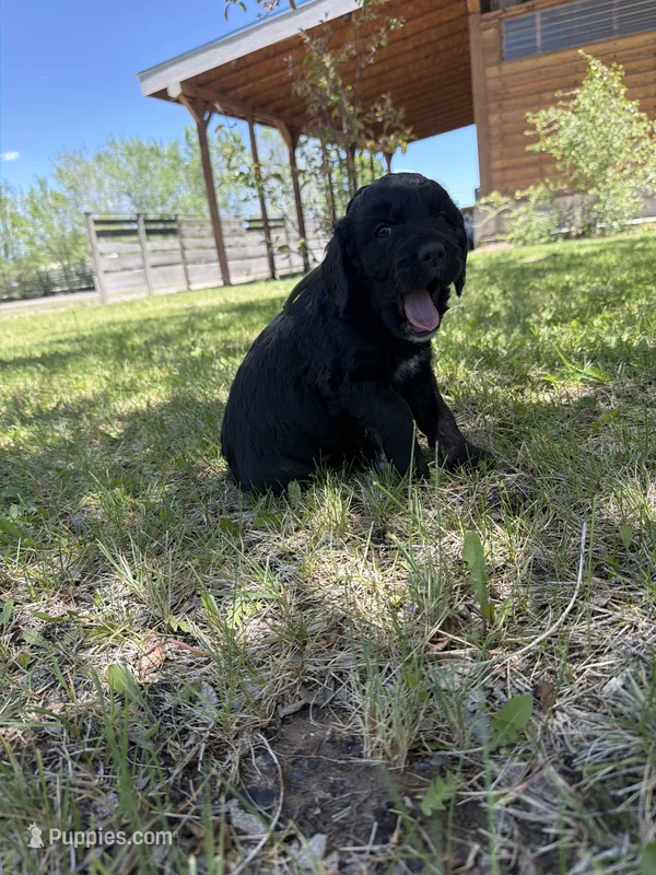 Starsky – Bernedoodle, Springer Doodle puppy for sale in Alamosa, CO