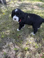 Stripe, a female Bernedoodle and Springer Doodle for sale in Alamosa, CO – 2 of 3