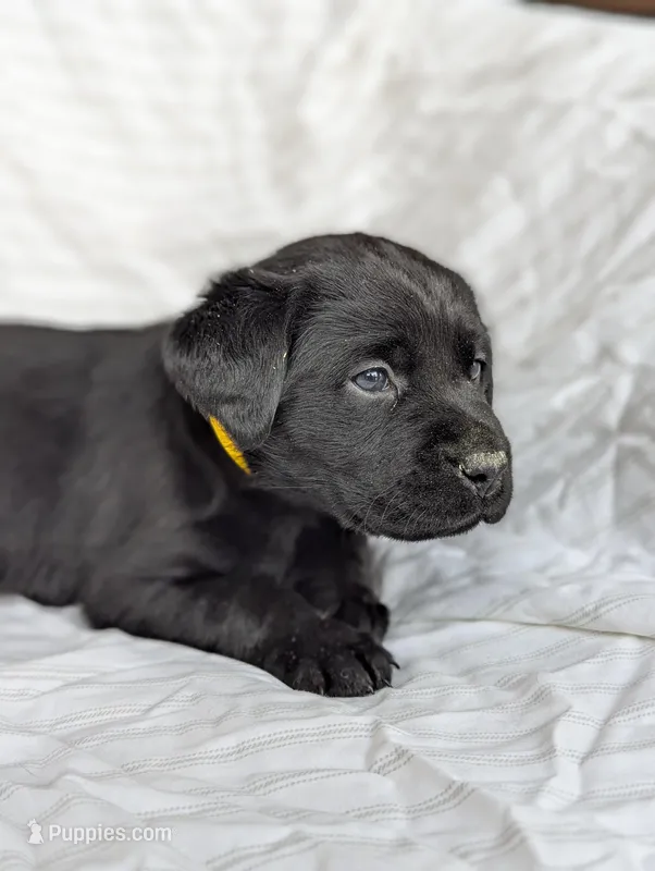 Onyx – Labrador Retriever puppy for sale in Penn Yan, NY