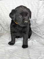 Onyx, a male Labrador Retriever for sale in Penn Yan, NY – Photo 3 of 5
