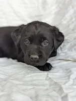 Onyx, a male Labrador Retriever for sale in Penn Yan, NY – Photo 4 of 5