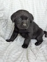 Goliath, a male Labrador Retriever for sale in Penn Yan, NY – Photo 1 of 5