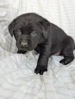 Goliath, a male Labrador Retriever for sale in Penn Yan, NY – Photo 4 of 5