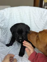 Goliath, a male Labrador Retriever for sale in Penn Yan, NY – Photo 2 of 5