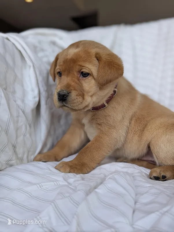 Ginger – Labrador Retriever puppy for sale in Penn Yan, NY