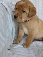 Ginger, a female Labrador Retriever for sale in Penn Yan, NY – Photo 4 of 5