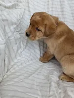 Ginger, a female Labrador Retriever for sale in Penn Yan, NY – Photo 3 of 5