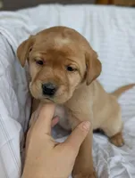 Ginger, a female Labrador Retriever for sale in Penn Yan, NY – Photo 2 of 5