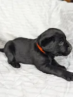 Pip, a male Labrador Retriever for sale in Penn Yan, NY – Photo 5 of 6