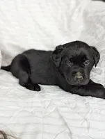 Pip, a male Labrador Retriever for sale in Penn Yan, NY – Photo 2 of 6