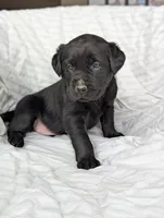 Pip, a male Labrador Retriever for sale in Penn Yan, NY – Photo 3 of 6