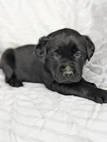 Pip, a male Labrador Retriever for sale in Penn Yan, NY – Photo 4 of 6